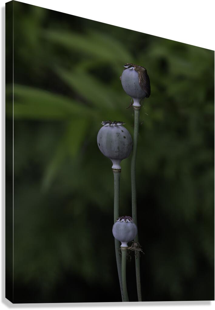 FLO 00592 Canvas Print