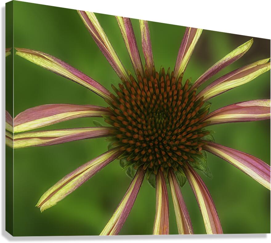 FLO 00596 Canvas Print