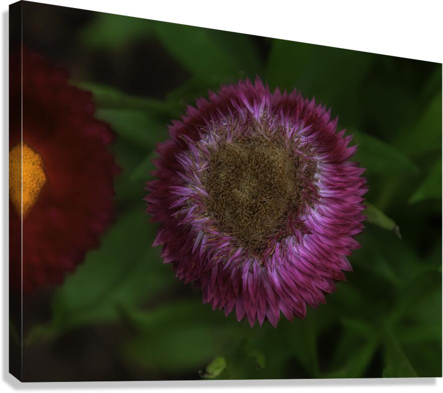FLO 00579 Canvas Print