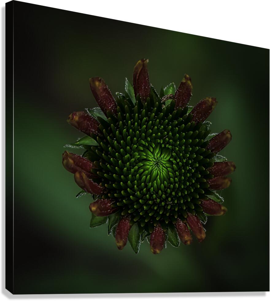 FLO 00577 Canvas Print