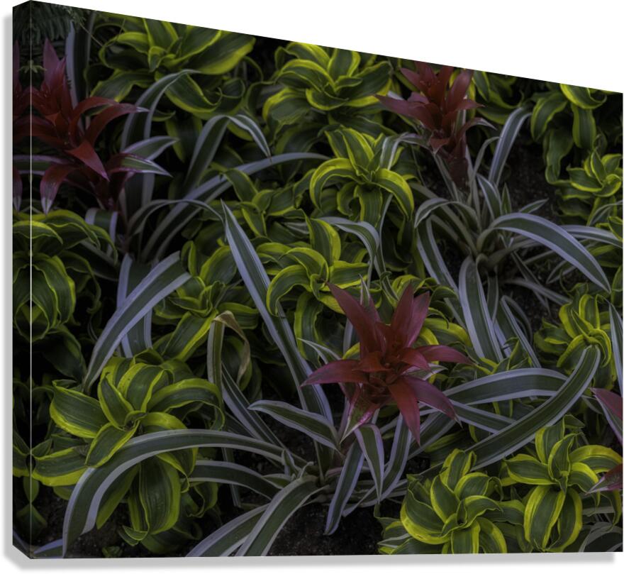 *FLO 00552 Canvas Print