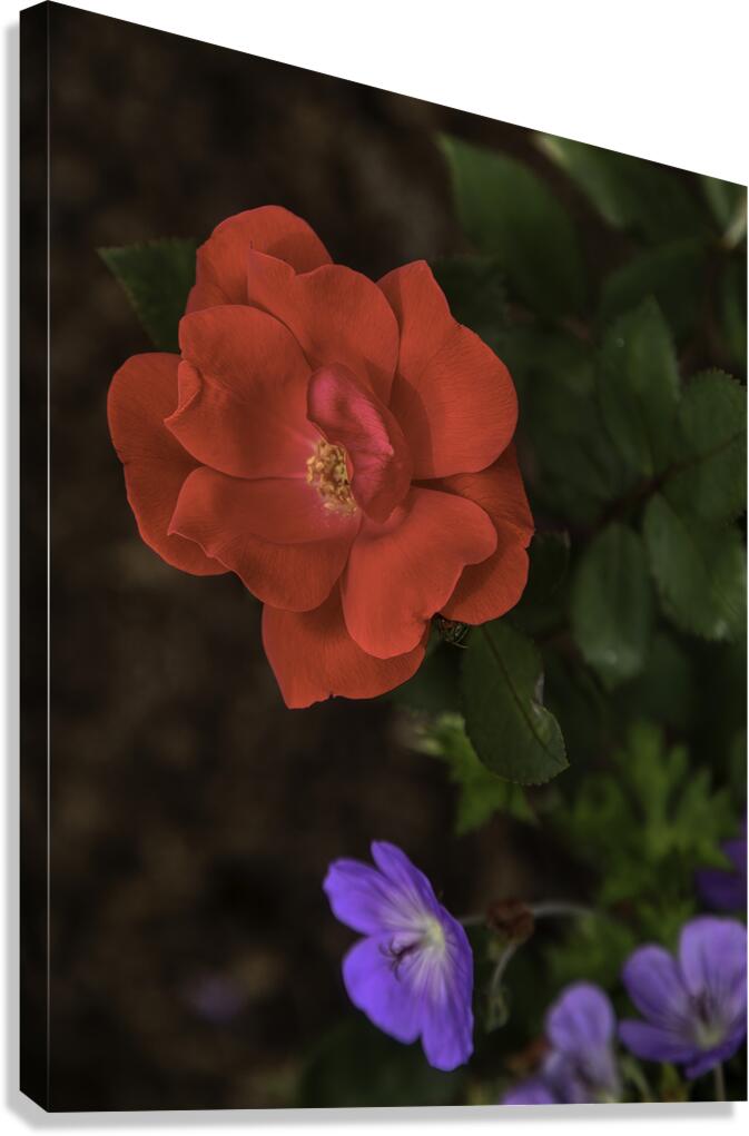 FLO 00582 Canvas Print