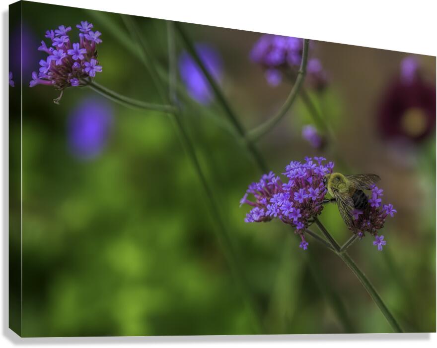 FLO 00570 Canvas Print