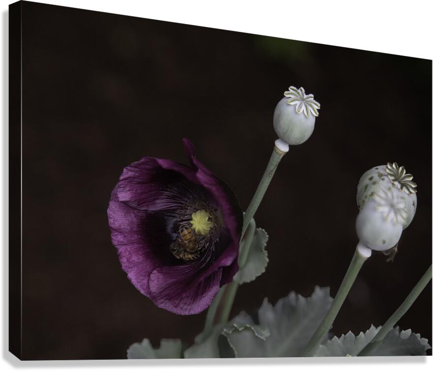 FLO 00568 Canvas Print