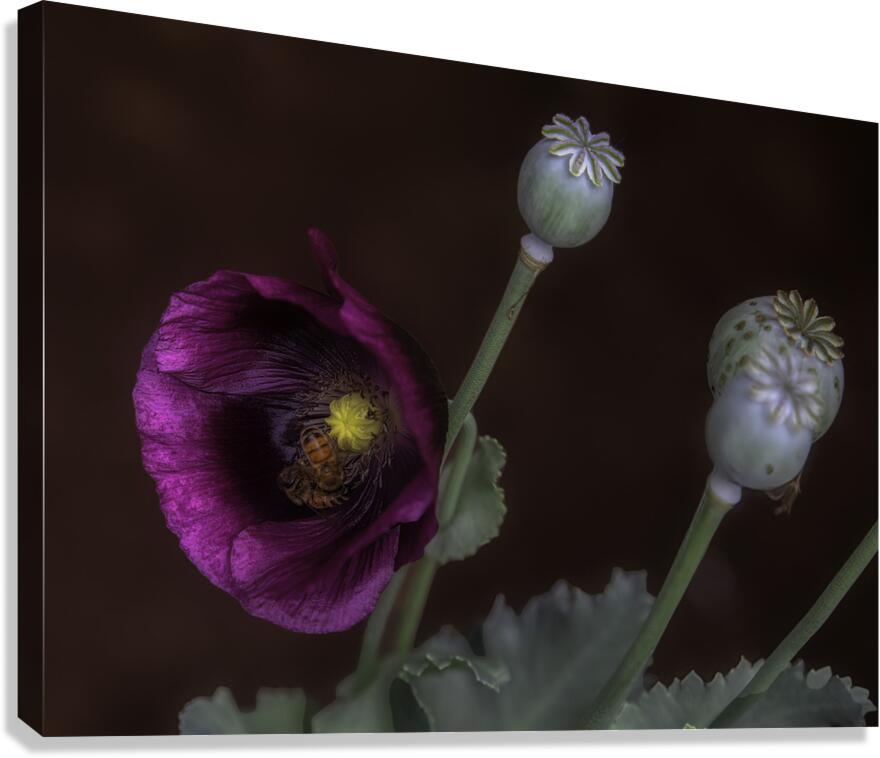 FLO 00575 Canvas Print