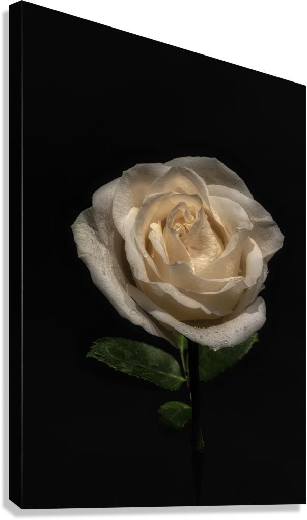 FLO 00564 Canvas Print