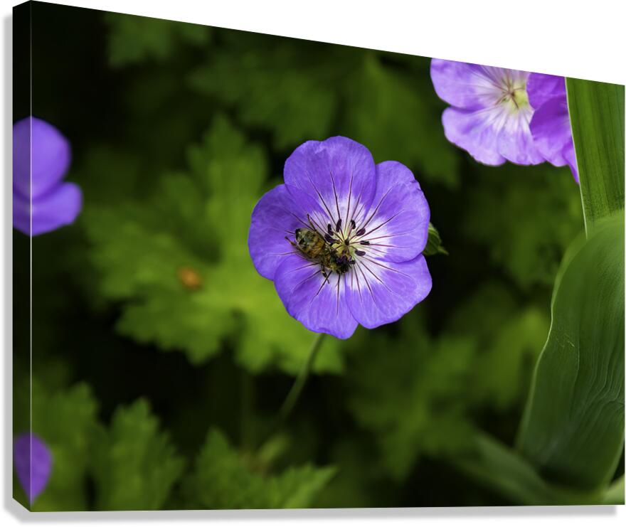 FLO 00581 Canvas Print