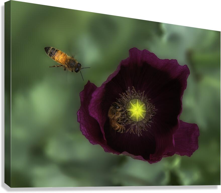 FLO 00573 Canvas Print