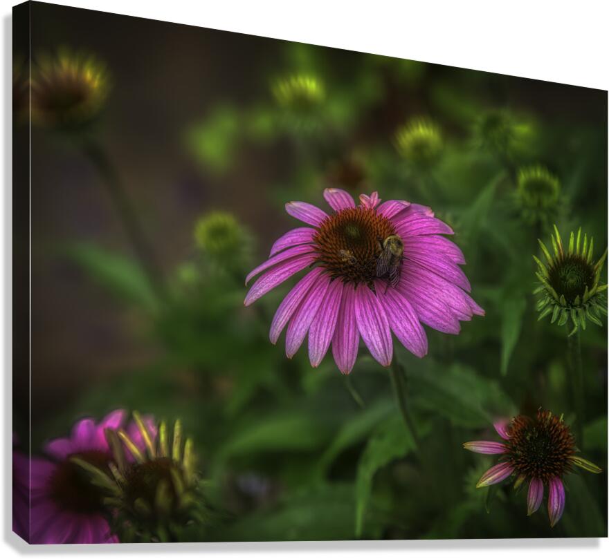 FLO 00569 Canvas Print
