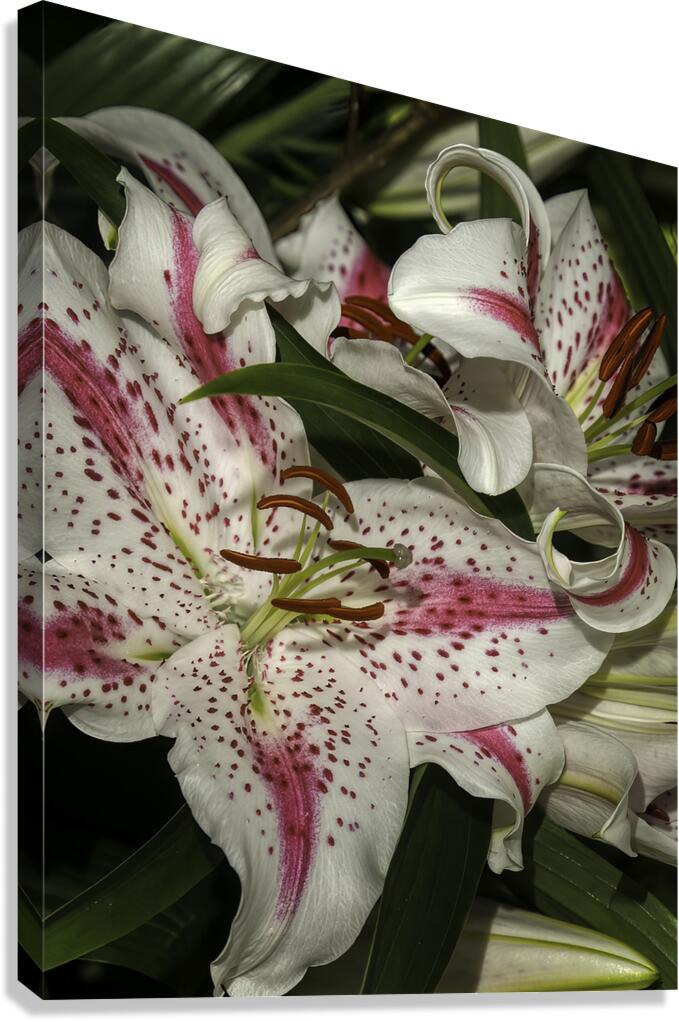 FLO 00605 Canvas Print