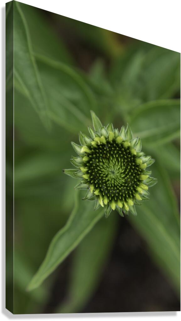 FLO 00588 Canvas Print