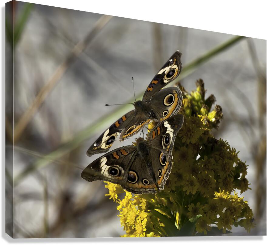 INS 00624 Canvas Print