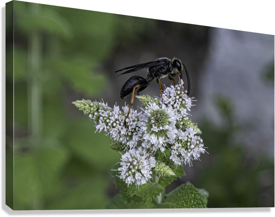 INS 00646 Canvas Print