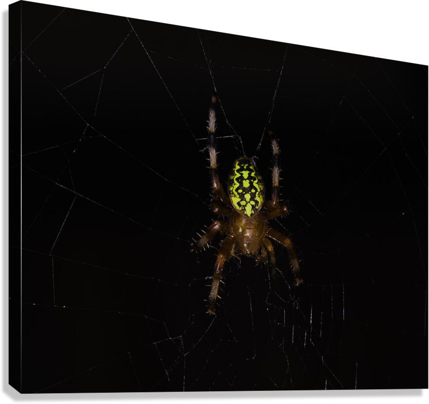 INS 00639 Canvas Print