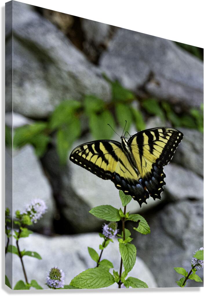 INS 00613 Canvas Print