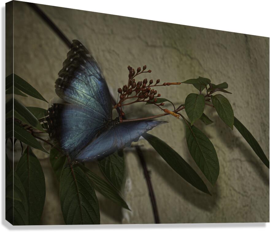 INS 00607 Canvas Print