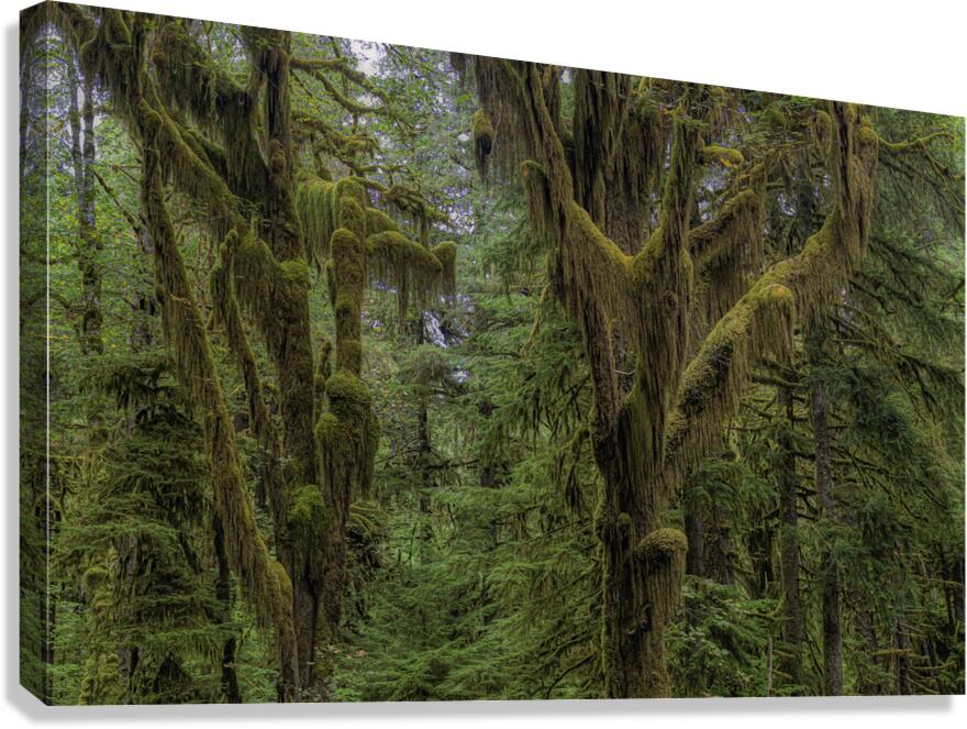 LAN 00729 Canvas Print