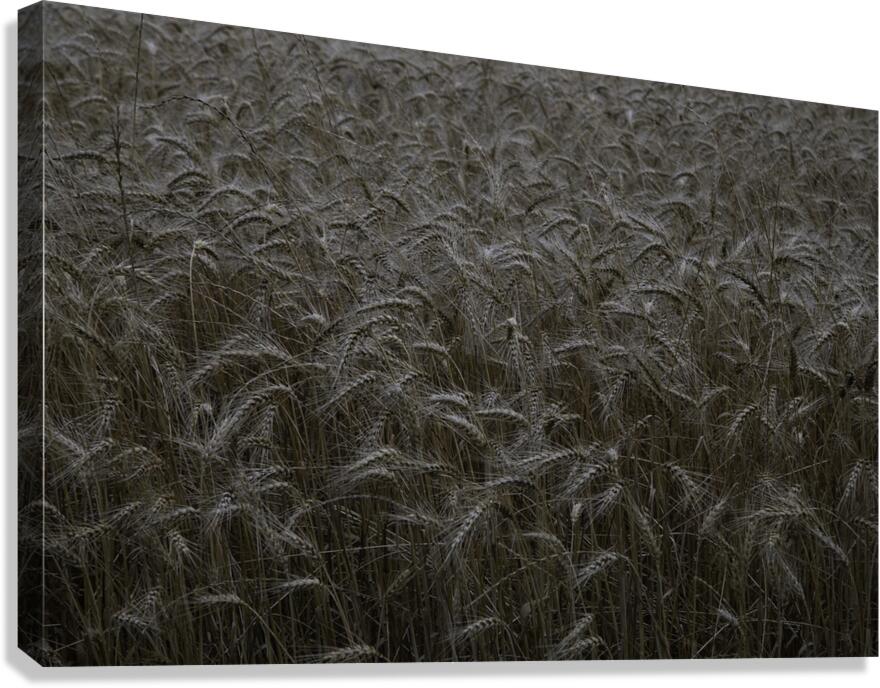 LAN 00797 Canvas Print