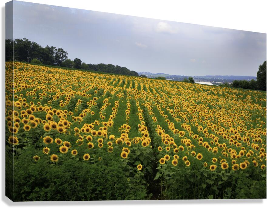 MIS 01094 Canvas Print