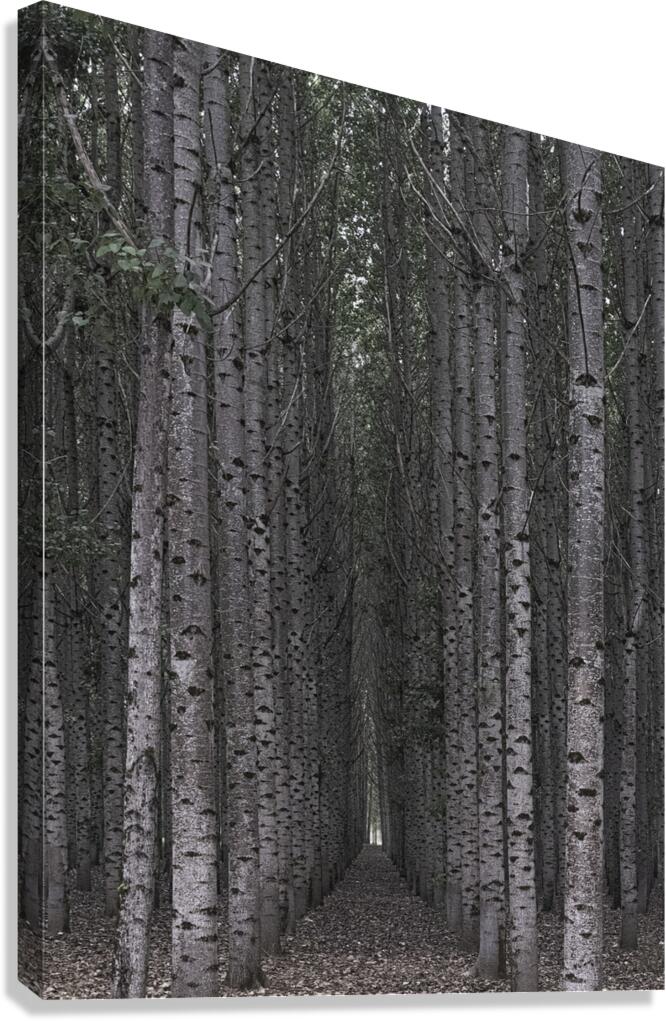 MIS 01134 Canvas Print