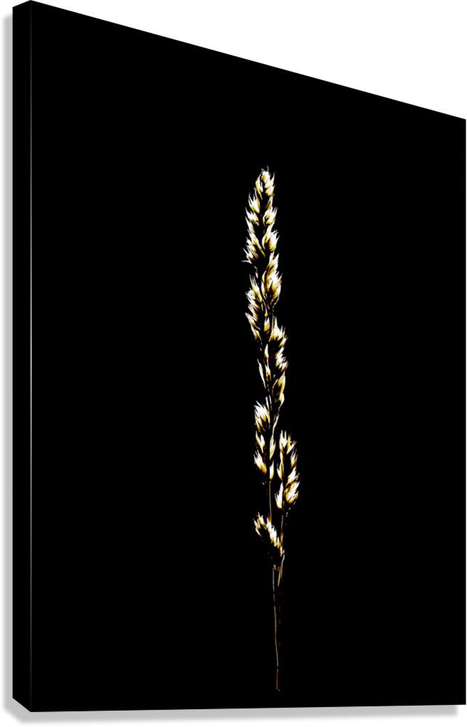 MIS 01111 Canvas Print