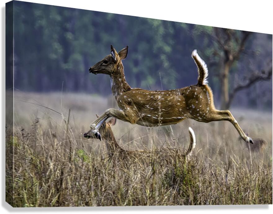 ACT 01466 Canvas Print