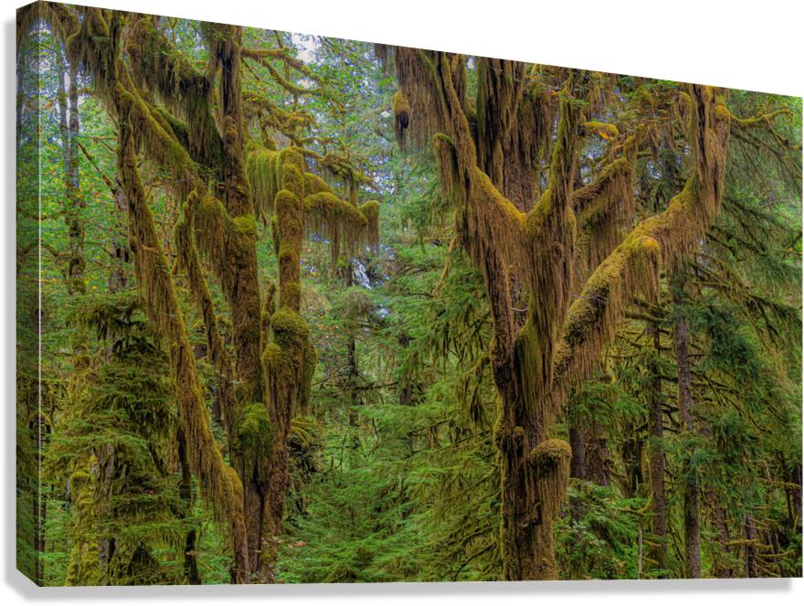 LAN 01661 Canvas Print
