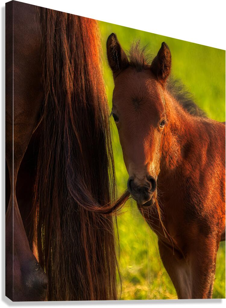 ANI 01690 Canvas Print