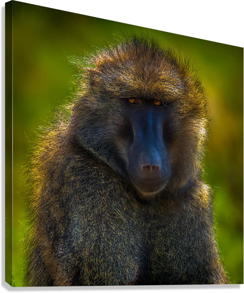 ANI 01700 Canvas Print