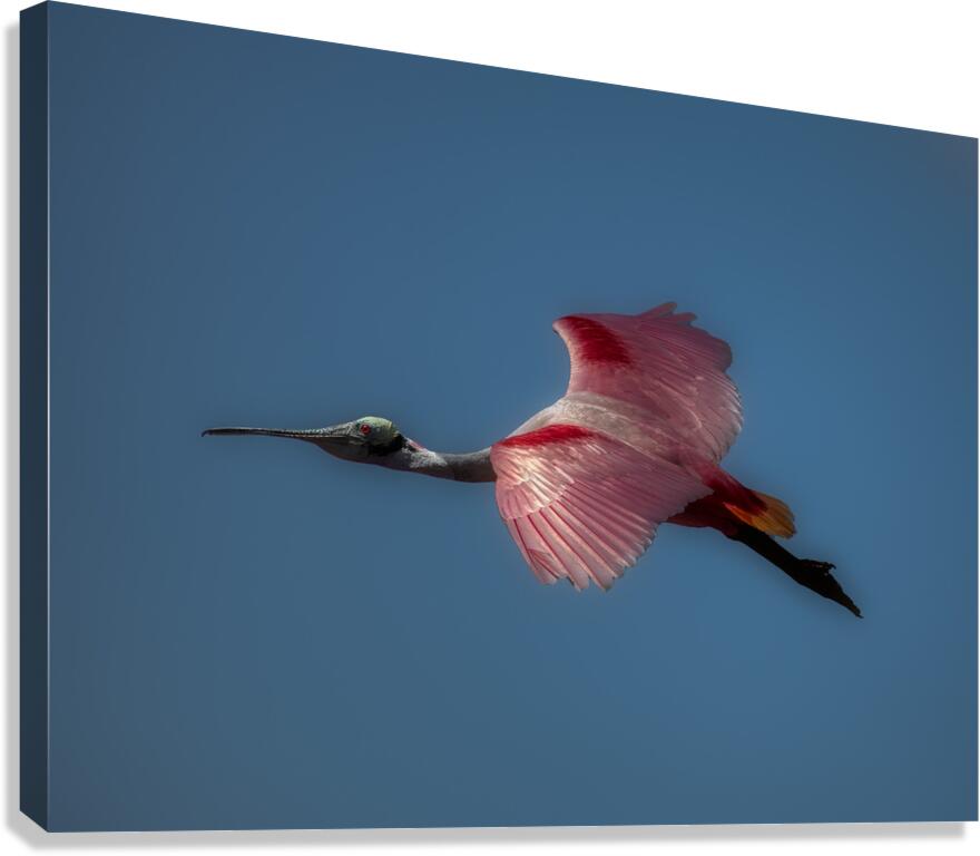 BIR 01721 Canvas Print