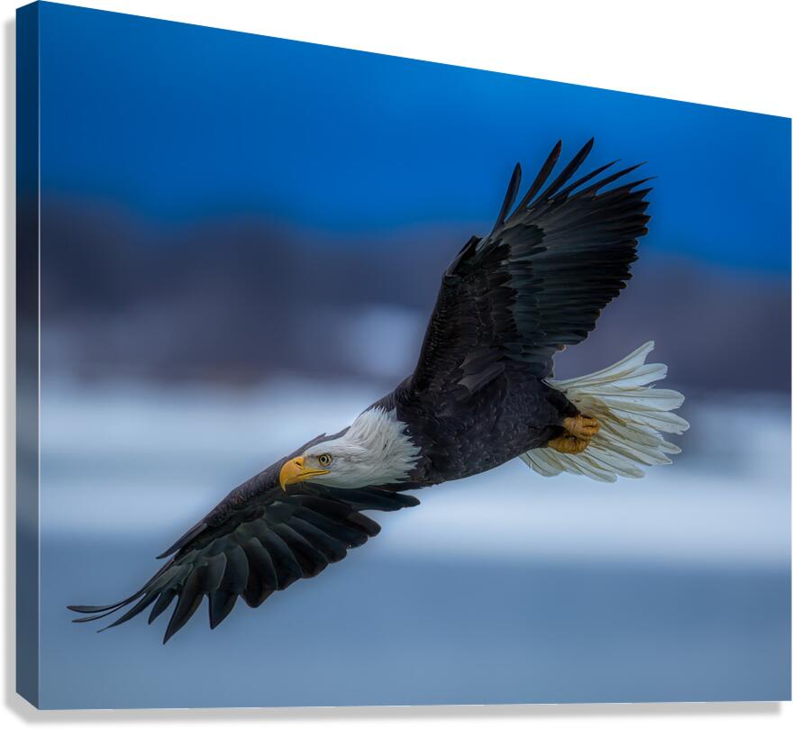 *BIR01723 Canvas Print