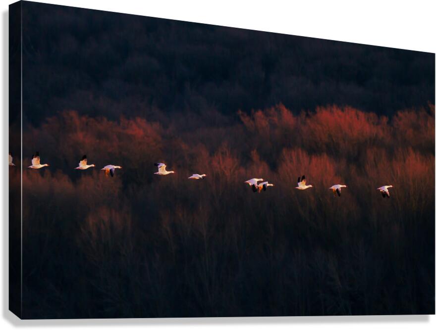 BIR 01728 Canvas Print
