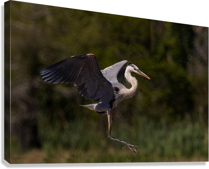 BIR 01722 Canvas Print
