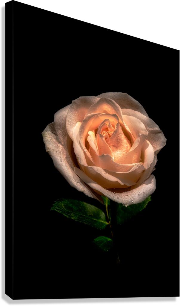 FLO 01817 Canvas Print