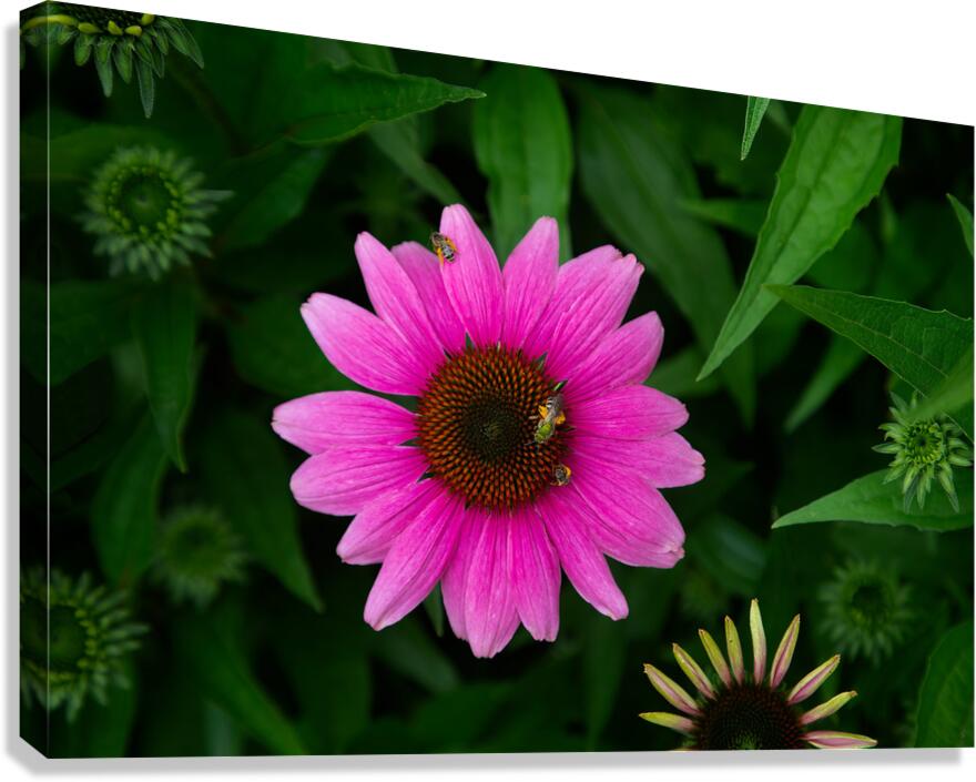 FLO 01791 Canvas Print