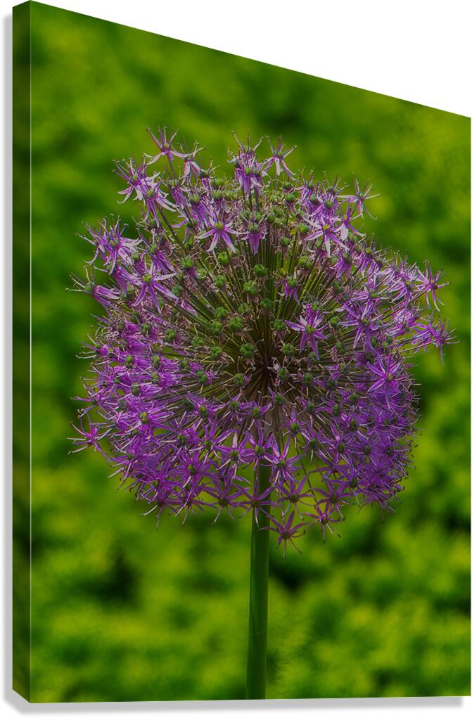 FLO 01772 Canvas Print