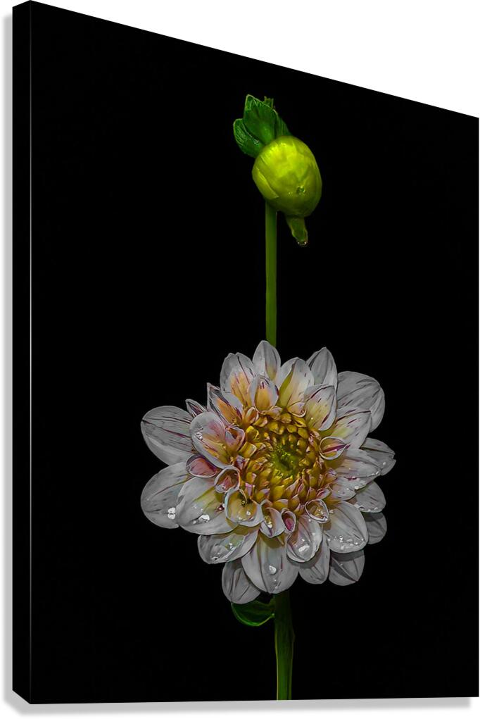 FLO 01815 Canvas Print