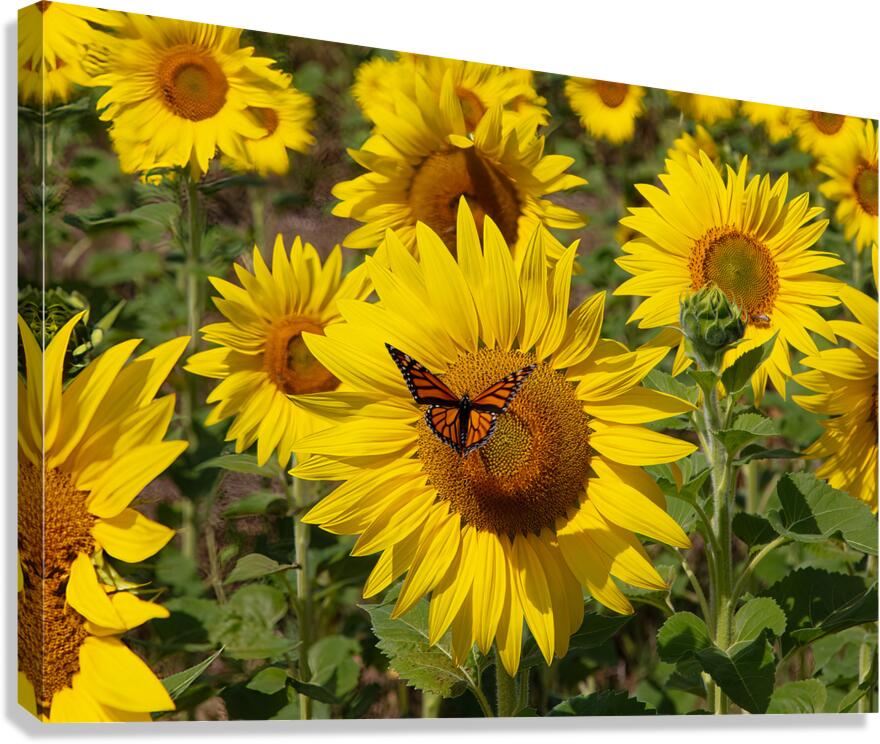 FLO 01763 Canvas Print