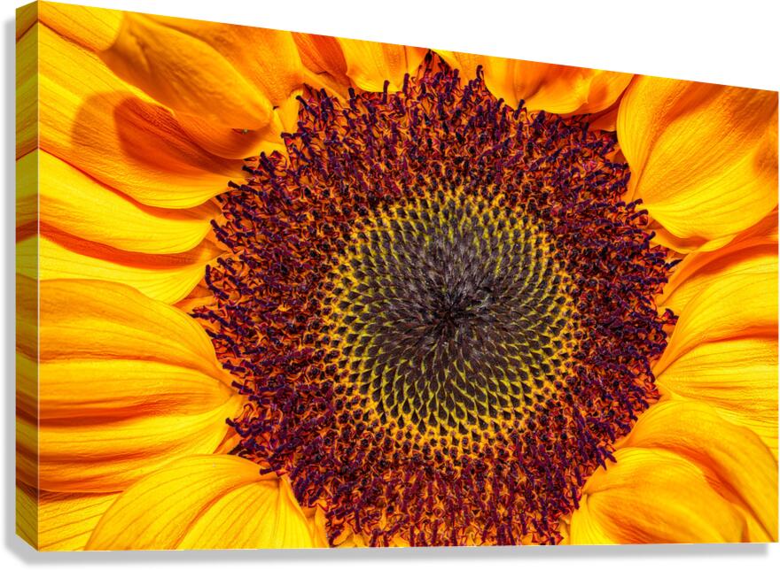 FLO 01764 Canvas Print