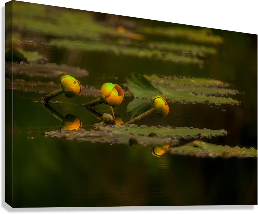 FLO 01759 Canvas Print