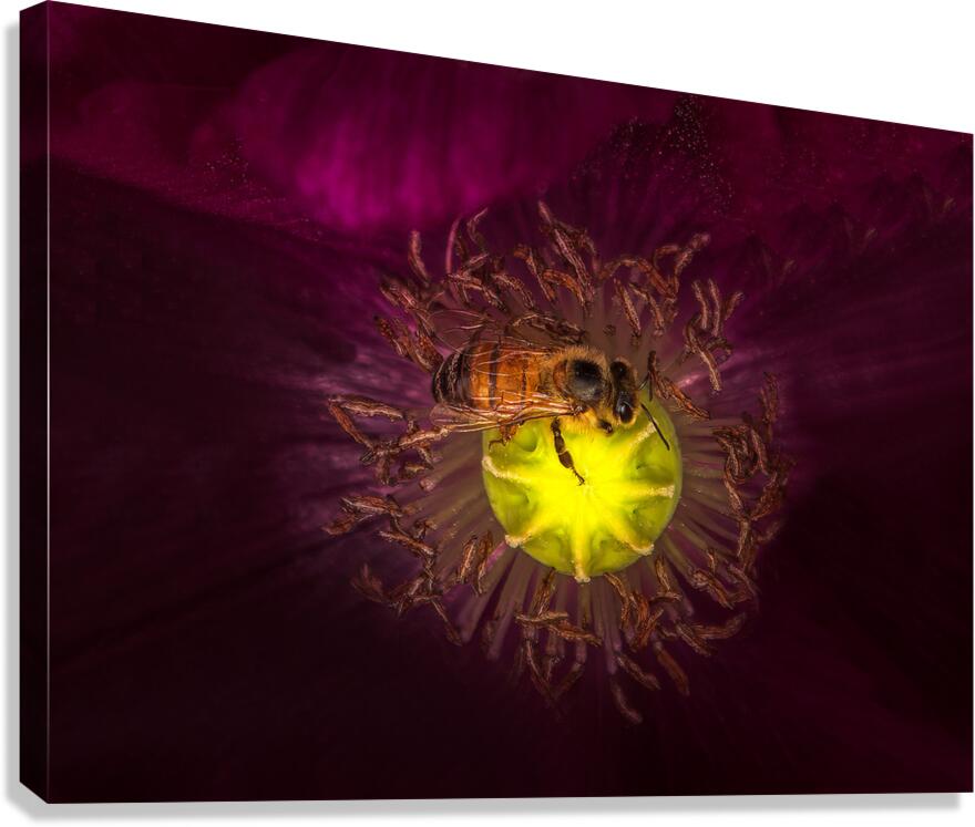 FLO 01793 Canvas Print