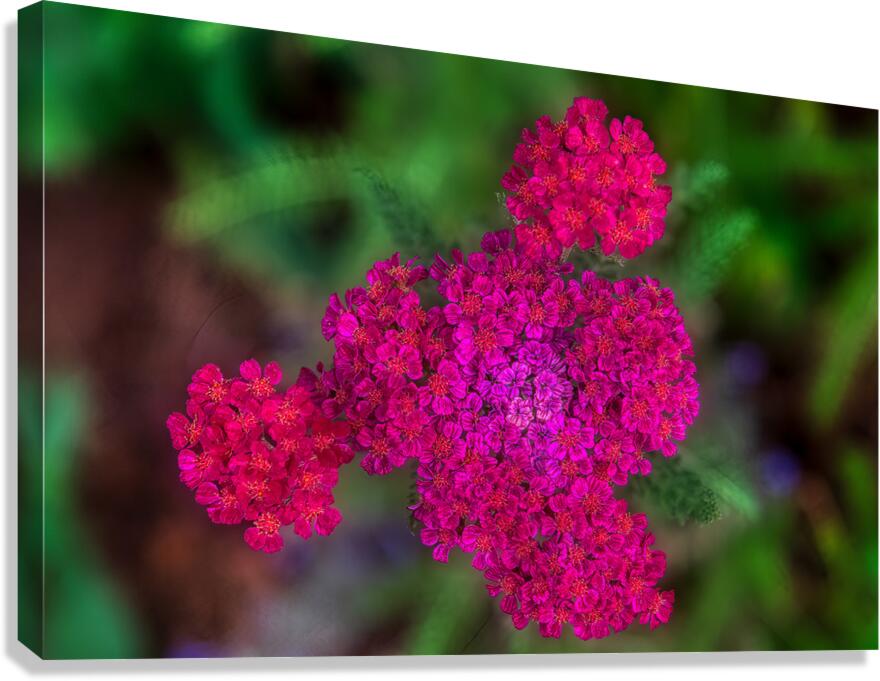 FLO 01776 Canvas Print