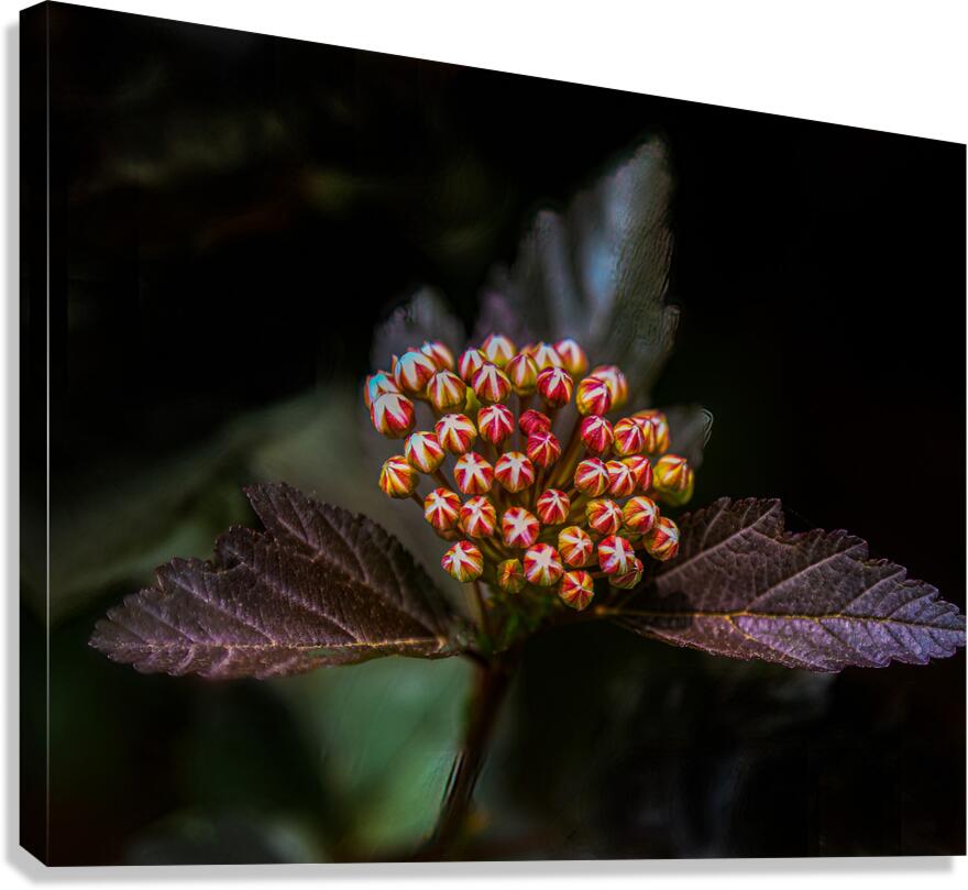 FLO 01770 Canvas Print