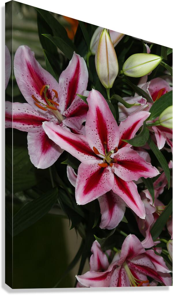 FLO 01810 Canvas Print
