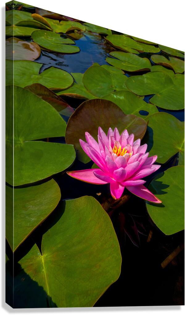 FLO 01823 Canvas Print