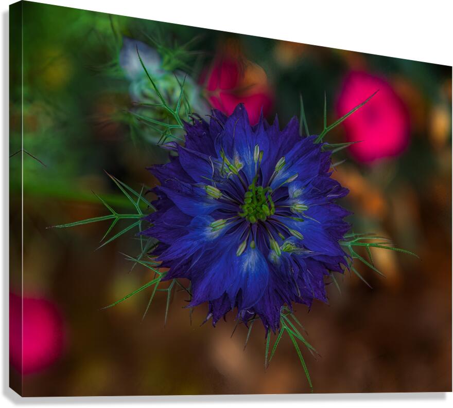FLO 01774 Canvas Print