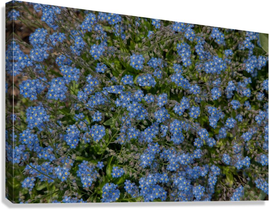 FLO 01771 Canvas Print