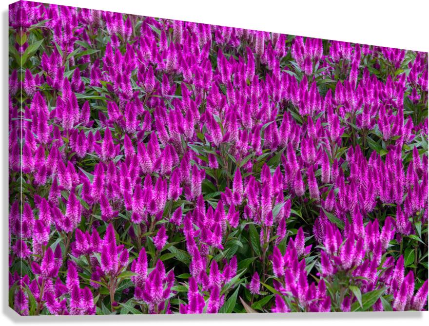 FLO 01806 Canvas Print