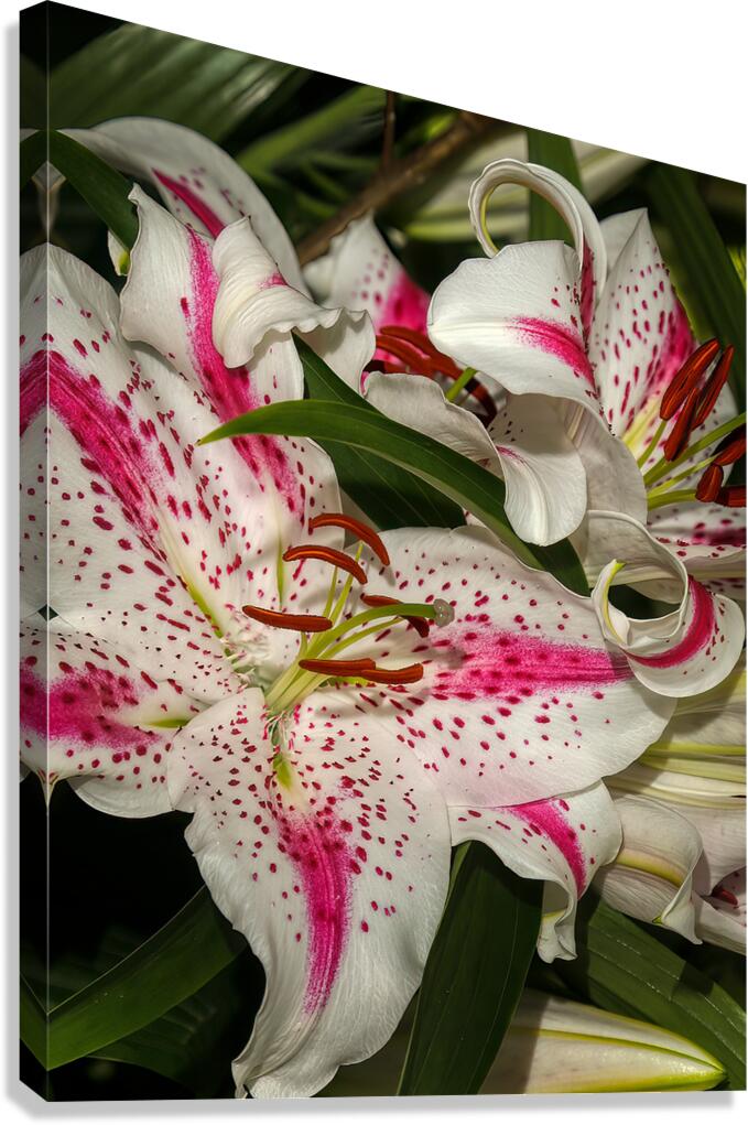 FLO 01811 Canvas Print