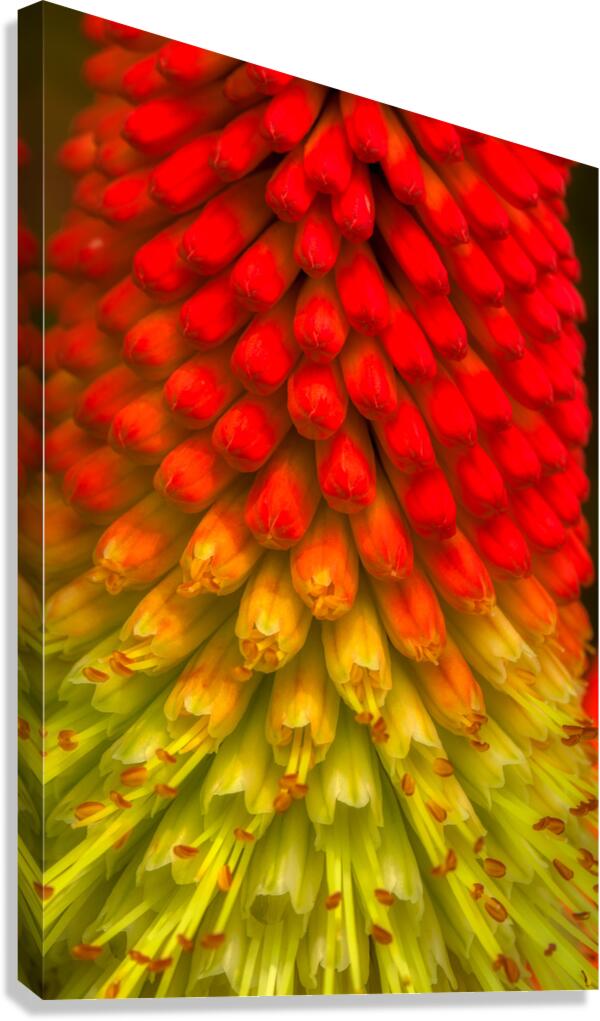 FLO 01822 Canvas Print